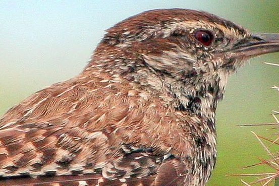 CactusWren CactusWren