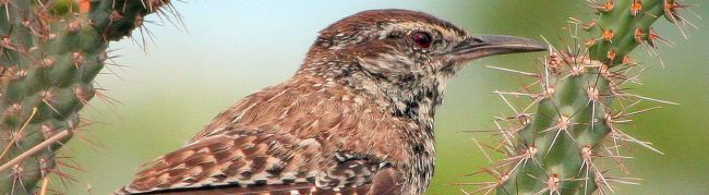 CactusWren CactusWren
