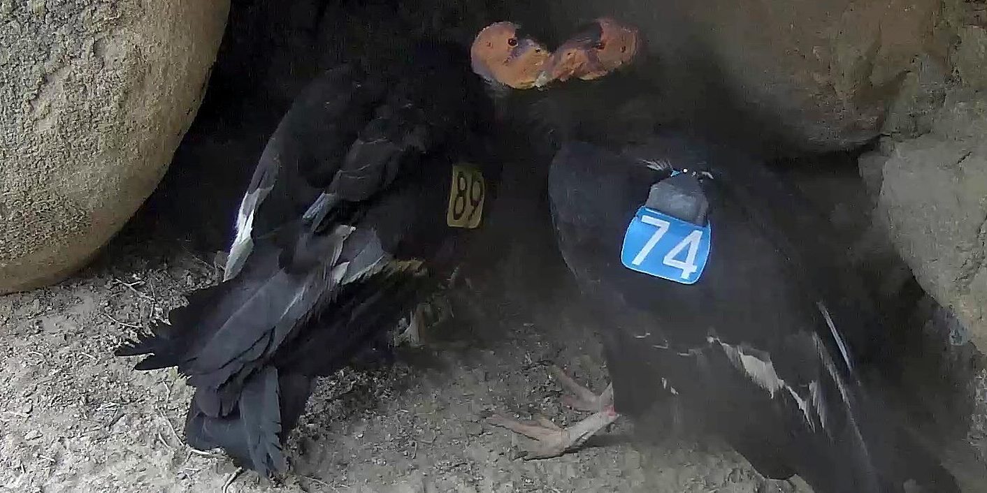 California condor
