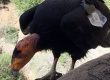 California condor