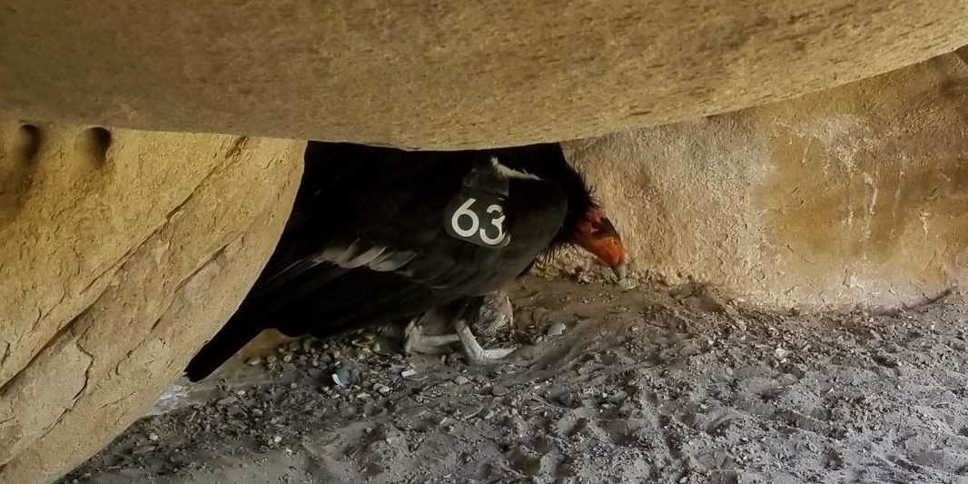 California condor