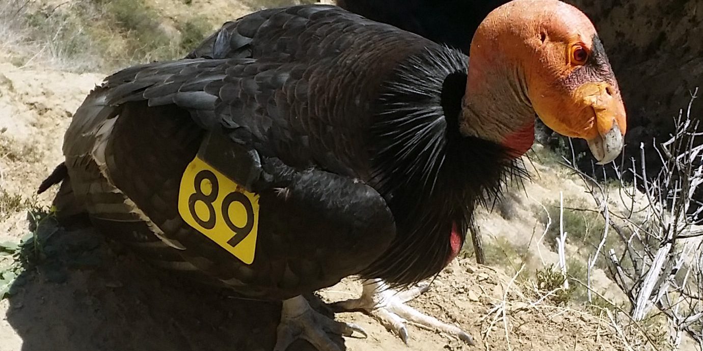 20180308-JB-001 California condor