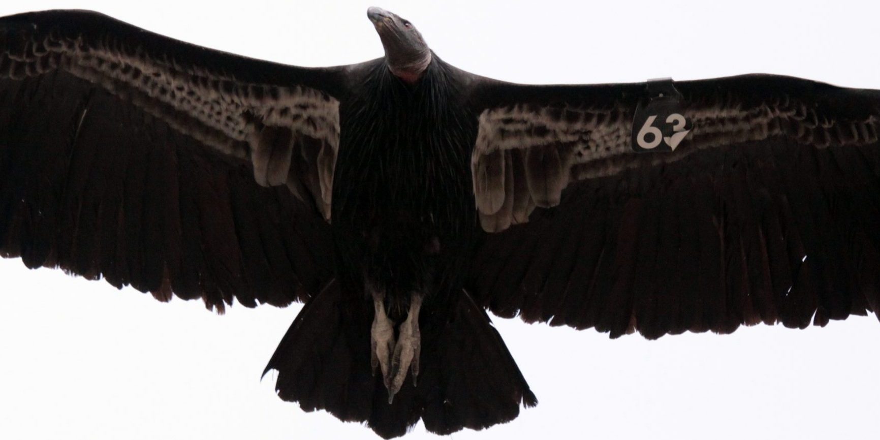 California condor