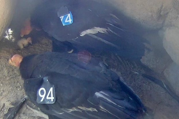 51142707886_26fef69222_o