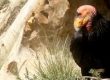 condor-cams-header