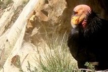 condor-cams-header condor-cams-header