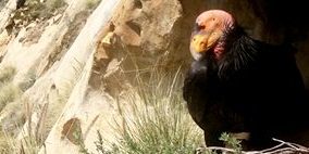 condor-cams-header
