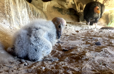 newly hatched california condor chick 924