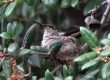 hummingbird nest