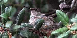 hummingbird nest