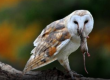 barn owl mouse