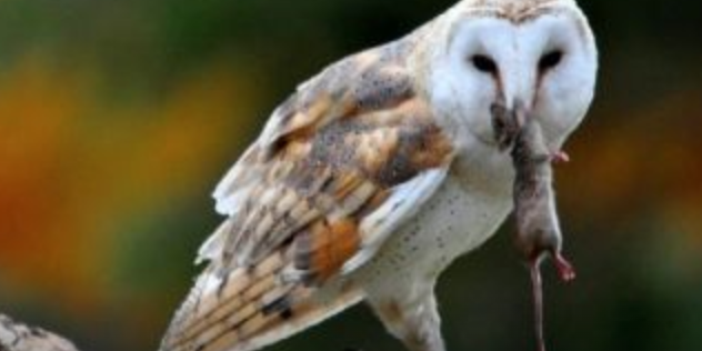 barn owl mouse