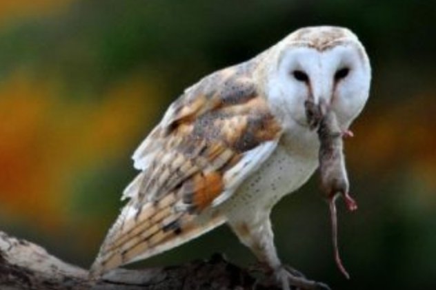 barn owl mouse barn owl mouse