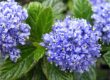 california lilac