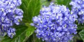california lilac california lilac