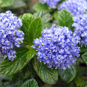 california lilac