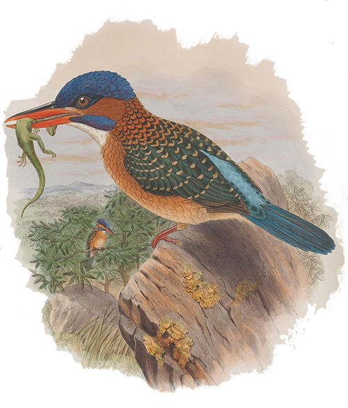 kingfisher s