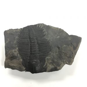 trilobite-1239-1