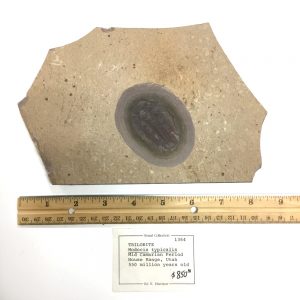 trilobite-1364-1b