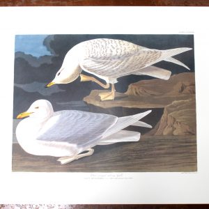 White-winged Silvery Gull (CCLXXXII)