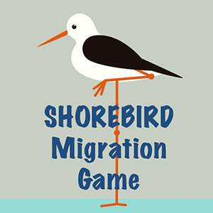 shorebird game
