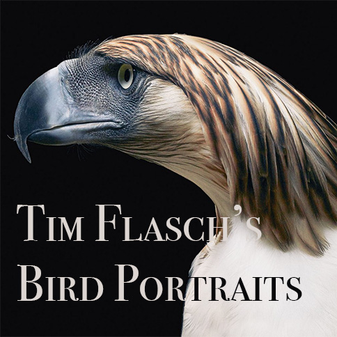 tim flasch bird portraits