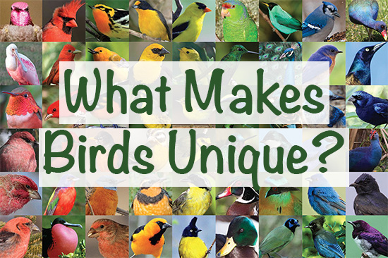 what makes birds unique 2