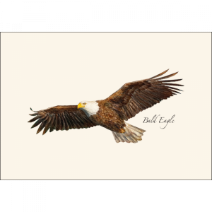 bald-eagle-cards1