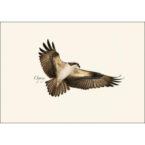 osprey-cards1