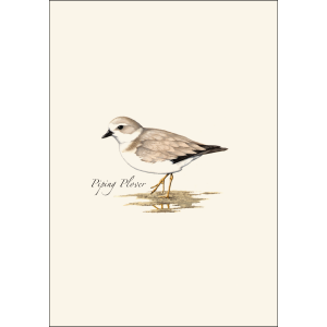 shorebird-cards1