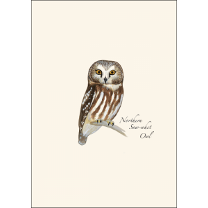 sibley-owl-cards1