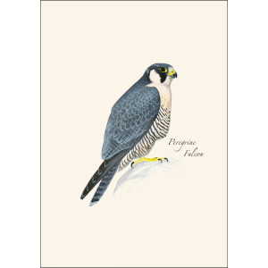 sibley-raptor-cards2