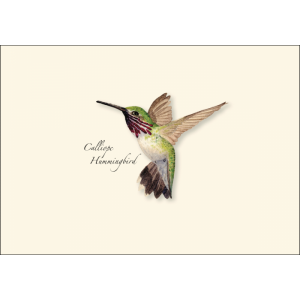 western-hummingbird1