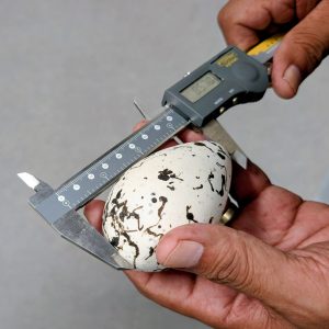 Collections Fee: Egg/Skin Measurements, Photographs, Other