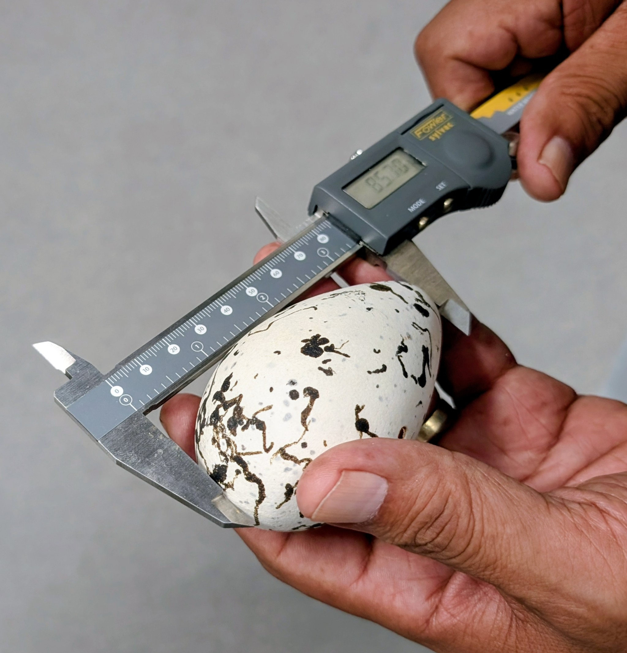 Collections Fee: Egg/Skin Measurements, Photographs, Other