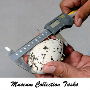 Museum Collection Tasks